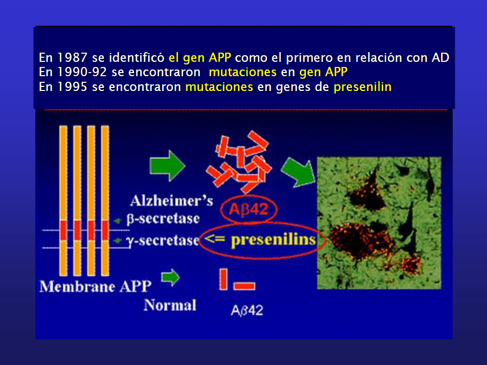 Presenilin (Source - https://slideplayer.es/slide/3123660)