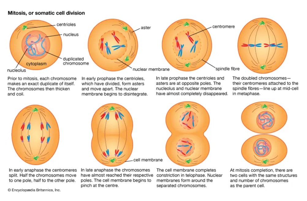 The process of cell division (Source - http://kids.britannica.com/students/assembly/view/166811)