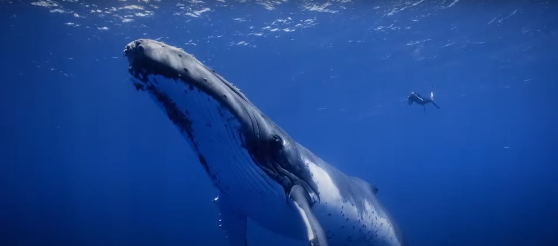 Humpback whales are known for their amazing song (Source - National Geographic Secrets of the Whales documentary)